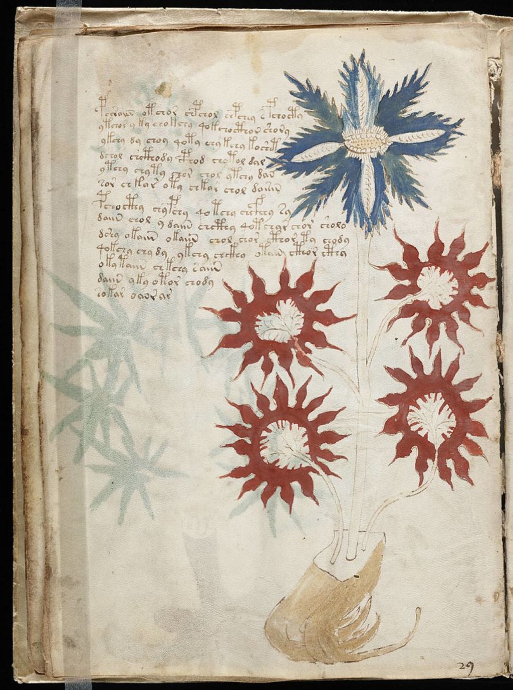 Dicen que han descifrado el libro más misterioso del mundo, el Manuscrito Voynich
