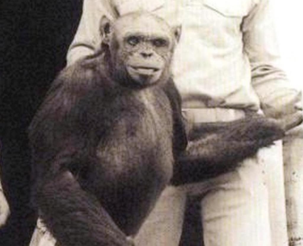 Dicen que unos científicos crearon en 1920 un híbrido entre chimpancé y humano