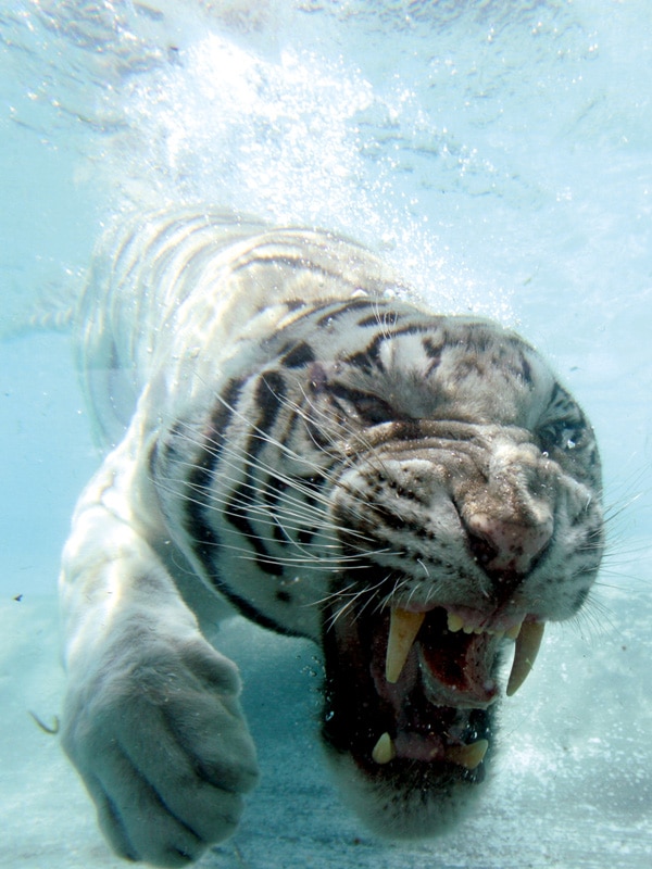 Diez animales bajo el agua