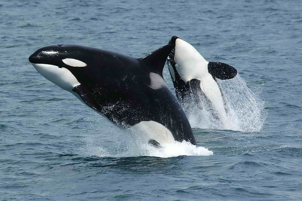 Documentan el primer caso de infanticidio entre orcas