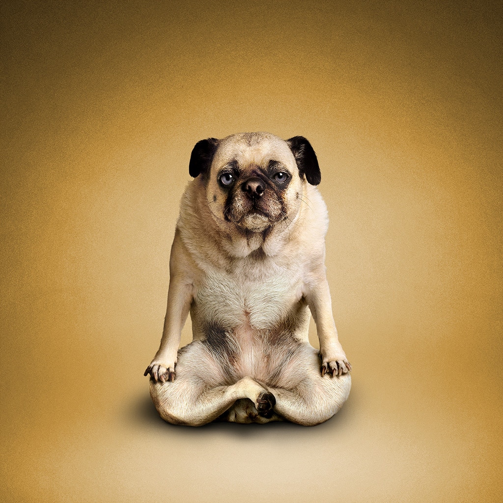Doga (yoga para perros) y otras ideas contra el estrés canino. ¿De verdad funcionan?