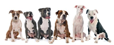Identifican las razas de perro con mayor riesgo de morder a un niño