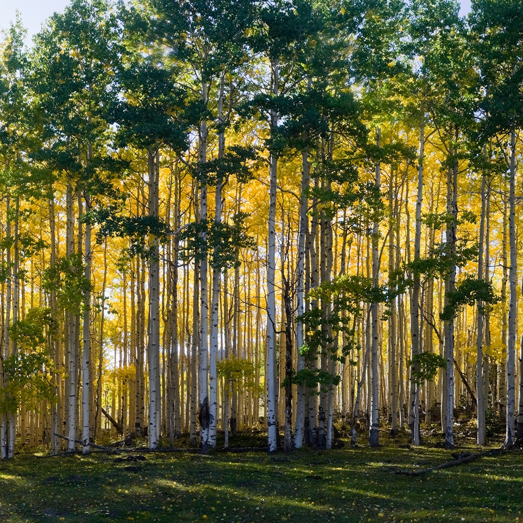 ¿Dónde está el árbol más grande del mundo?