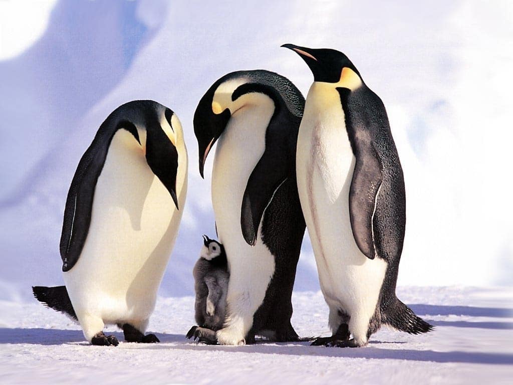 ¿Dónde estaban los pingüinos  en la última glaciación?
