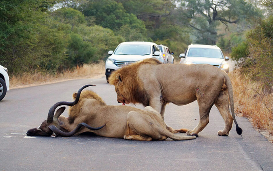 Dos leones paran el tráfico para comerse la cena
