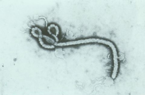 Una vacuna eficaz contra el ébola