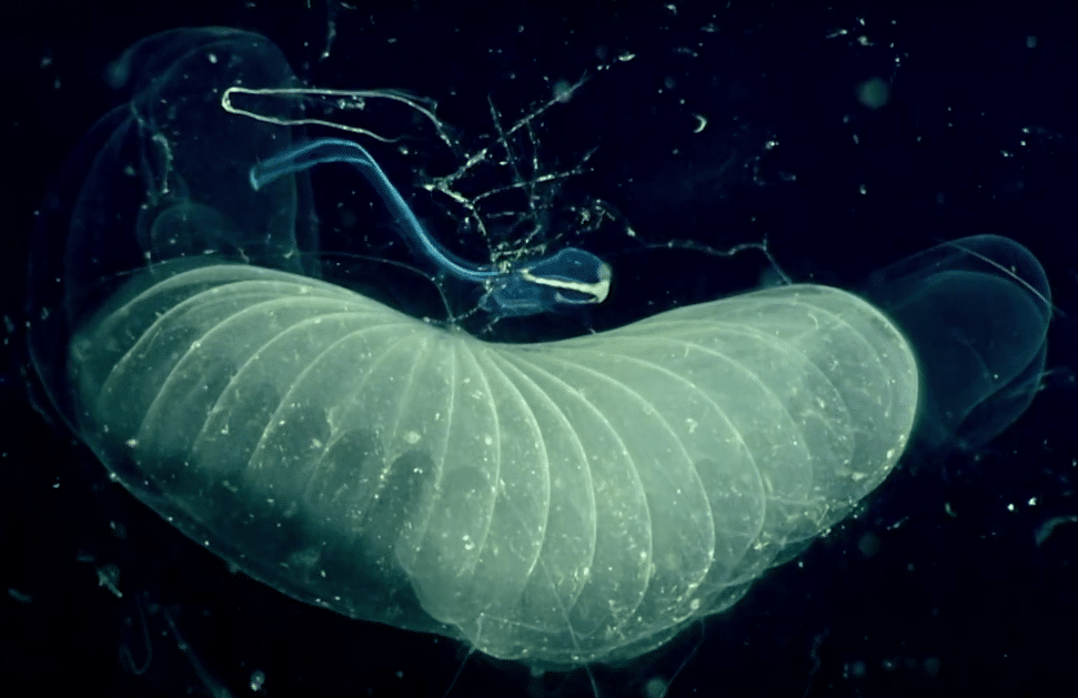 El animal que podría limpiar los océanos (de CO2)