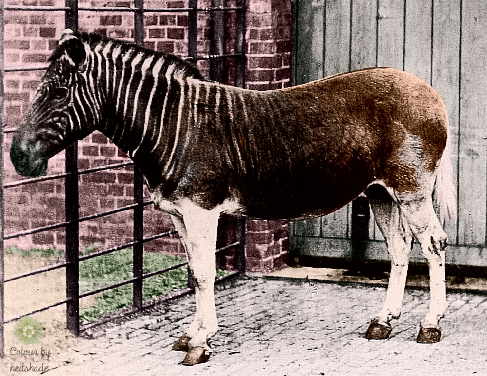 El animal que se extinguió un siglo atrás, vuelve