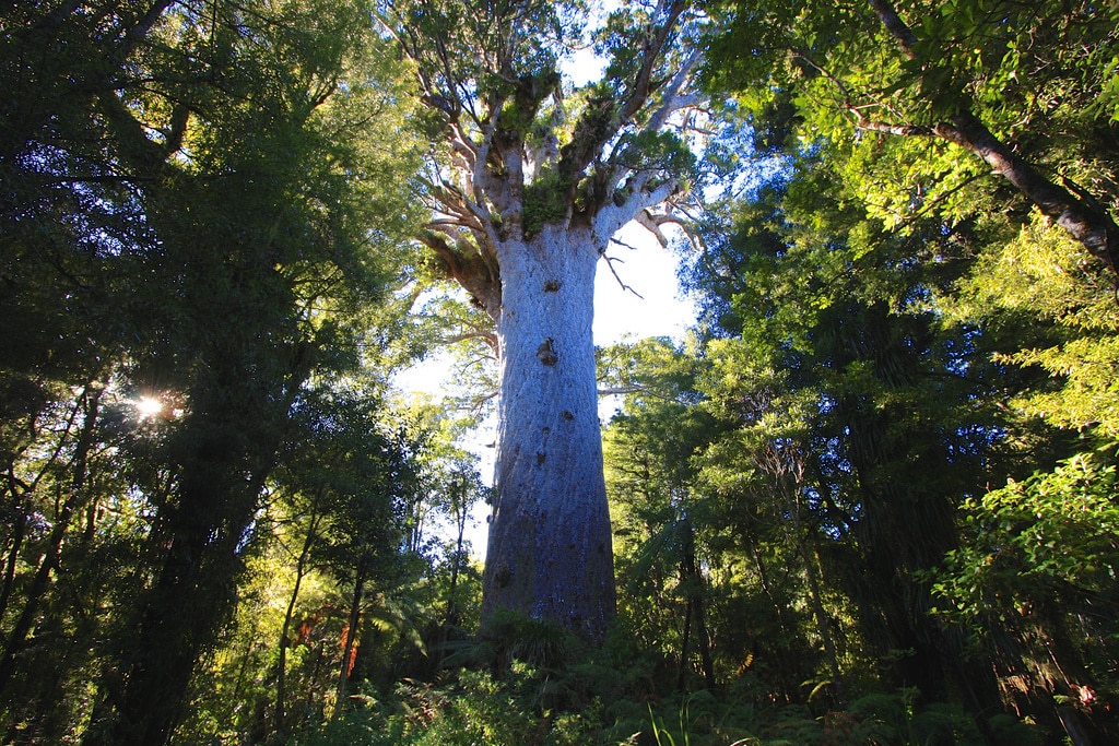 El árbol sagrado de los maoríes está en peligro de muerte