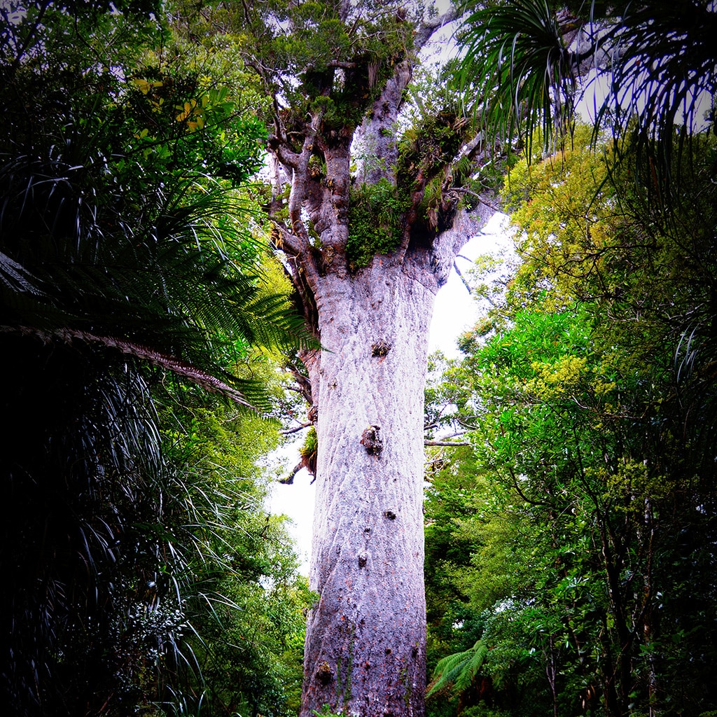 El árbol sagrado de los maoríes está en peligro (y la culpa es nuestra)