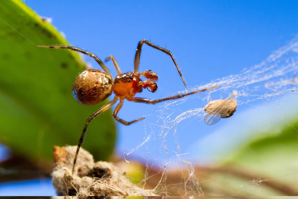 El aumento de temperatura domestica a las arañas agresivas