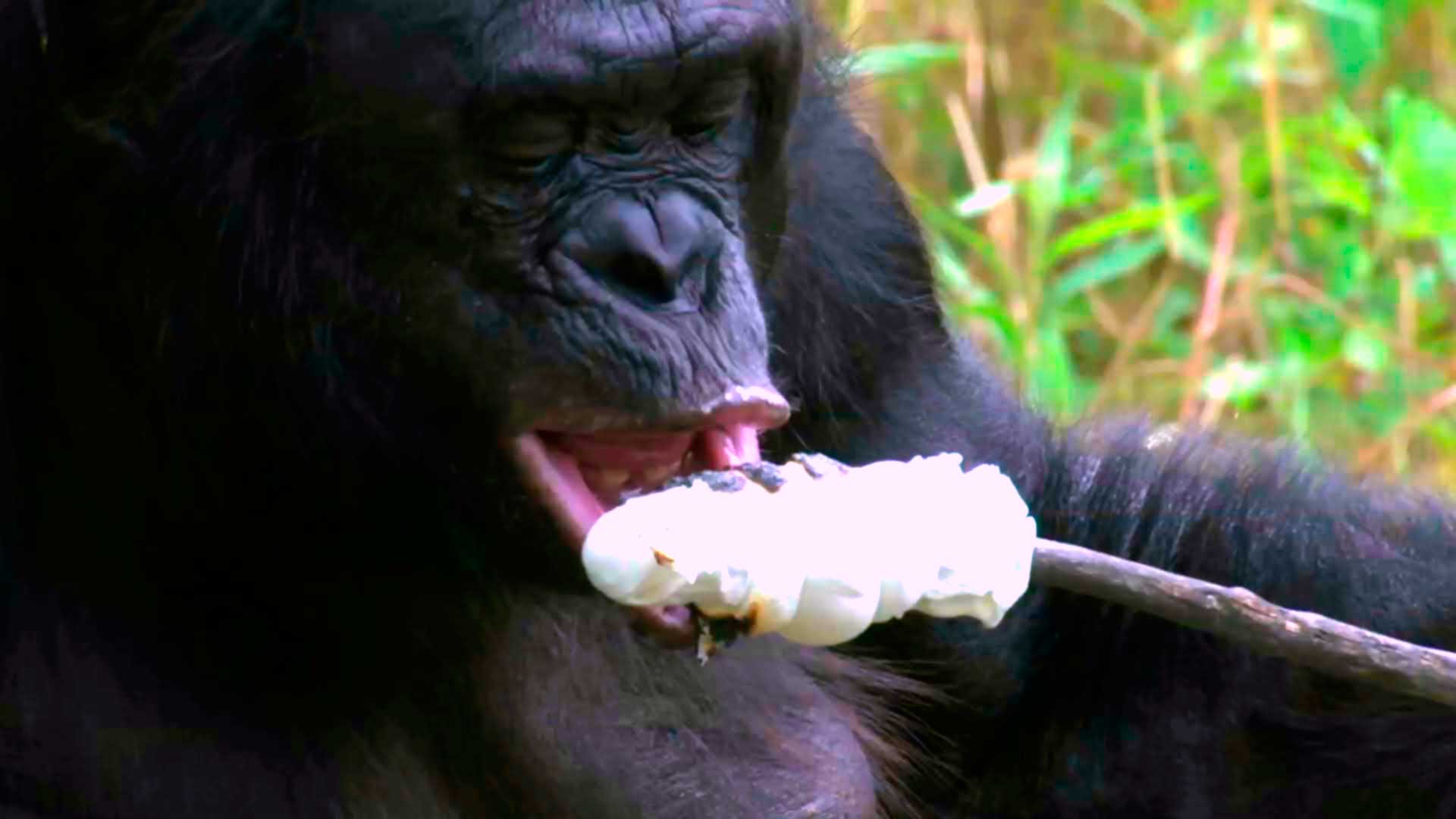 El bonobo que hizo una fogata para prepararse una ración de marshmallows