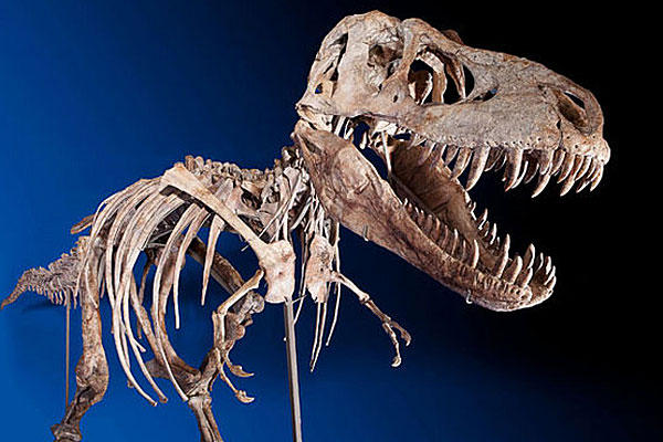 El cráneo de dinosaurio de  Nicholas Cage