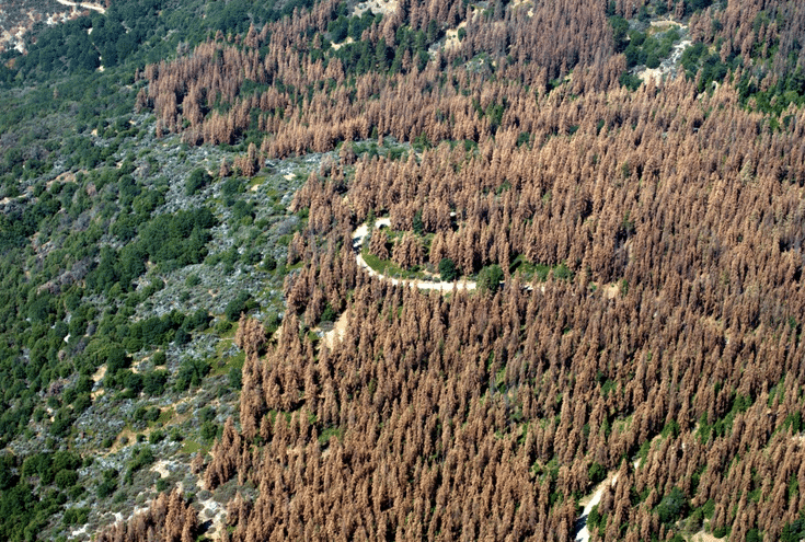 El efecto mariposa en los bosques