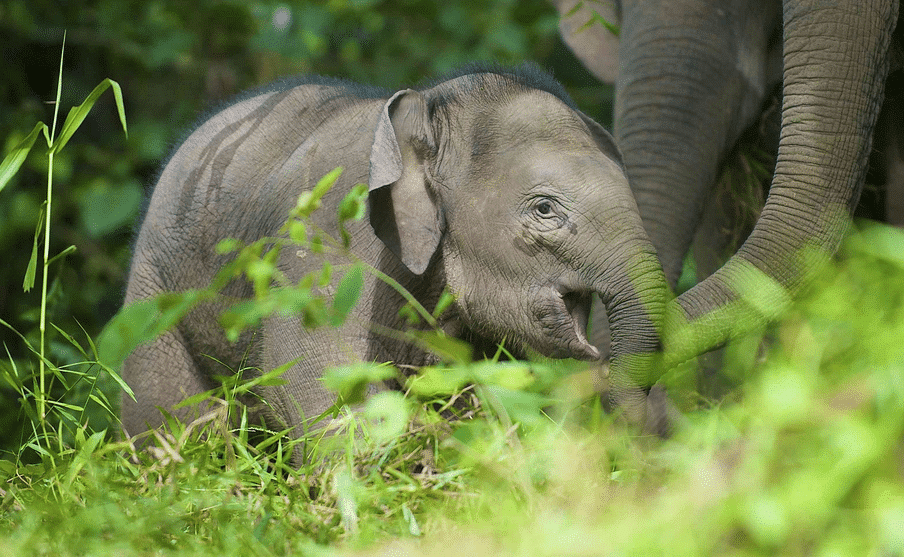 El  enigmático origen de los elefantes de Borneo