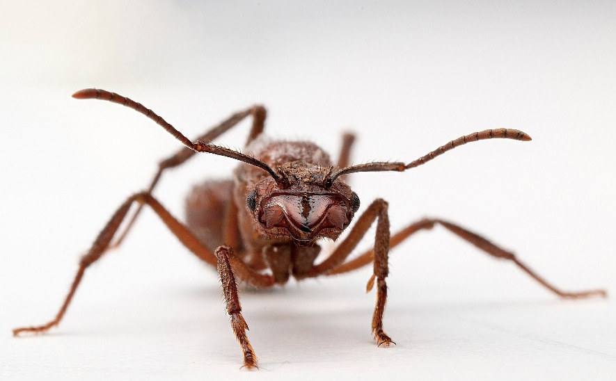 El esperma de las hormigas reconoce cuándo tiene competencia