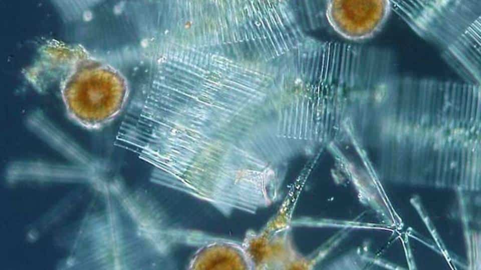El fitoplancton y la basura viajan por los océanos más rápido de lo pensado