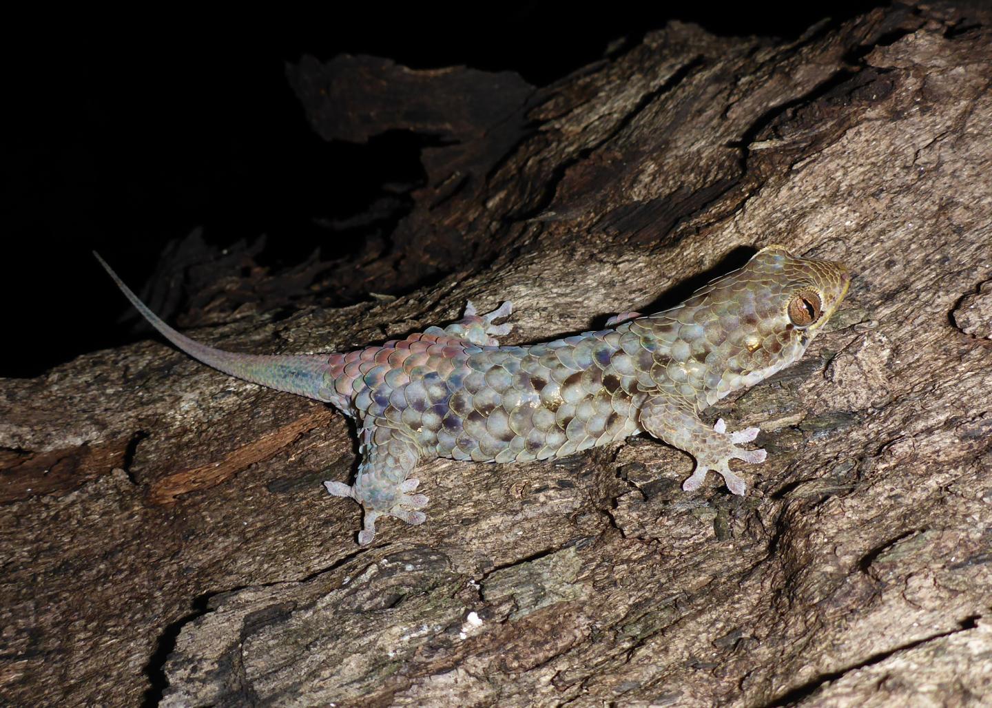 El gecko que se desprende de sus escamas y no de su cola cuando lo amenazan