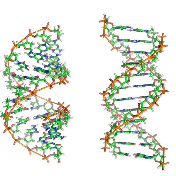 El genoma humano se formó gracias a una «batalla evolutiva» contra sí mismo