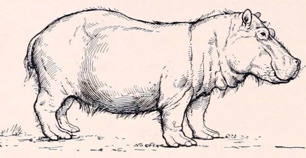 El hipopótamo apareció tres veces en Europa durante el Pleistoceno