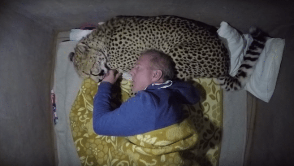 El hombre que duerme con guepardos