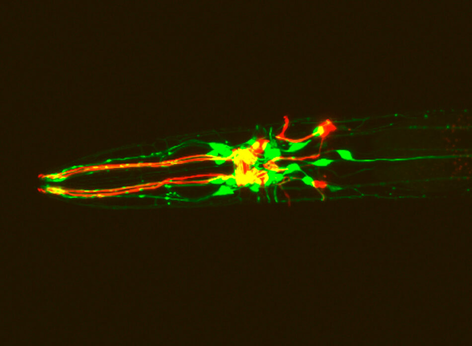 El jarabe de arce protege a las neuronas en modelos animales