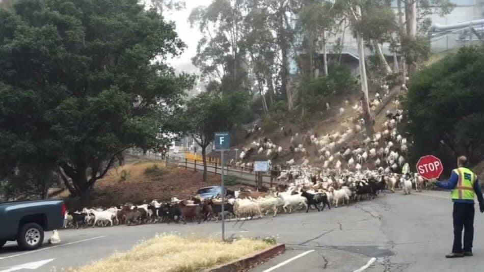 El Laboratorio de Berkeley ‘contrata’ a 800 cabras para cortar el césped