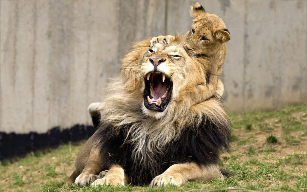 El león más temible del mundo 1 el leon mas temible del mundo El león más temible del mundo