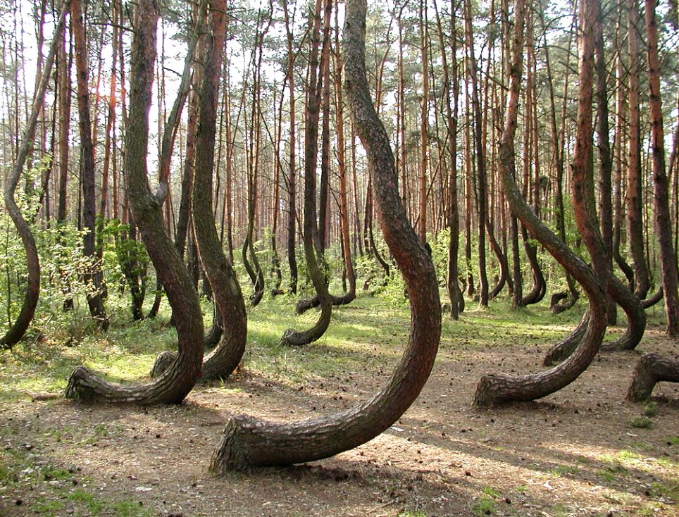 El misterio de los árboles curvados