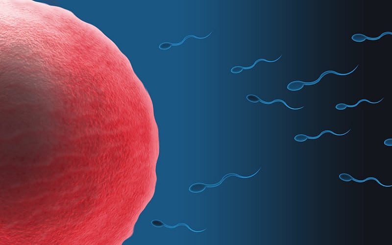 El número de espermatozoides ha descendido un 50% en adultos
