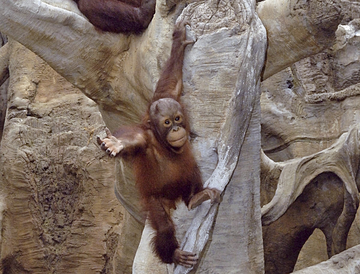 El orangután, casi humano