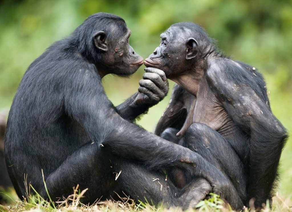 El pacifismo de los bonobos es fruto de un engaño sexual