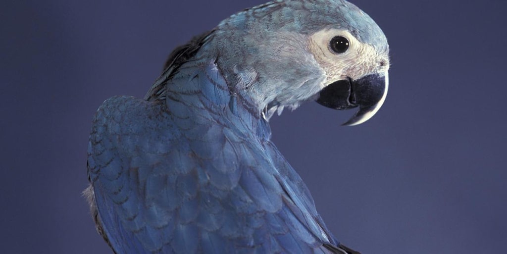 El pájaro de la película «Río» se ha extinguido en la naturaleza