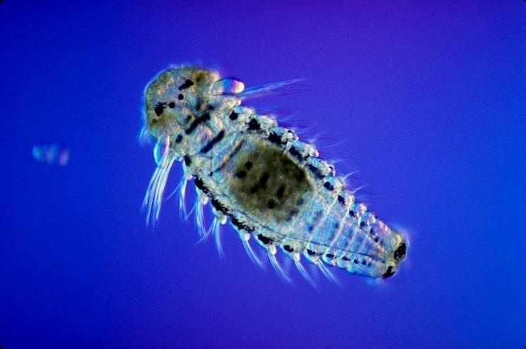 El plancton que salta fuera del agua