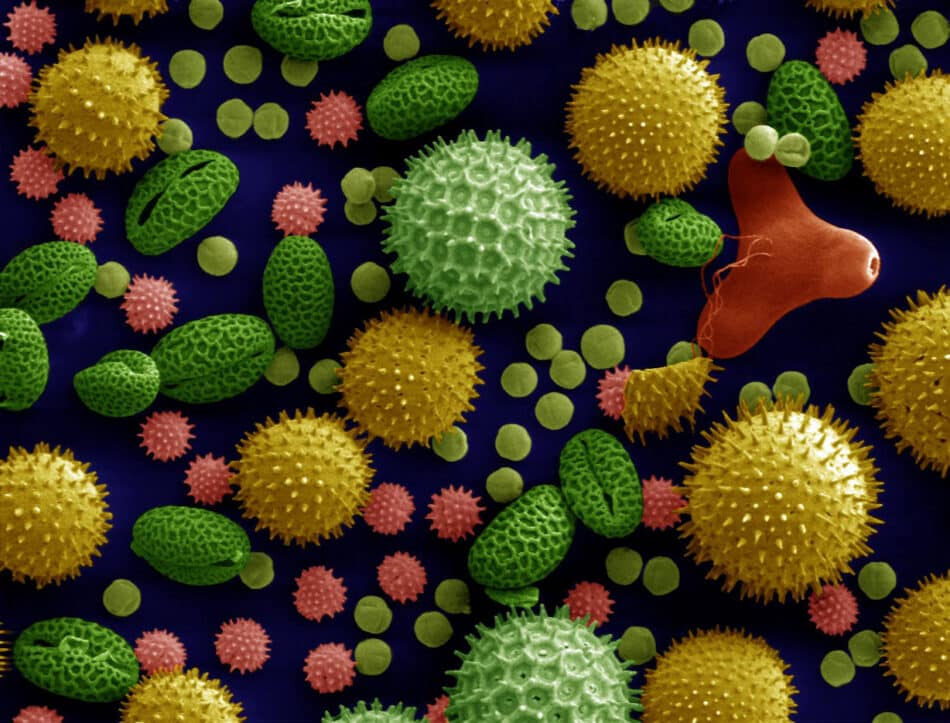 El polen, una alternativa al grafito en las baterías