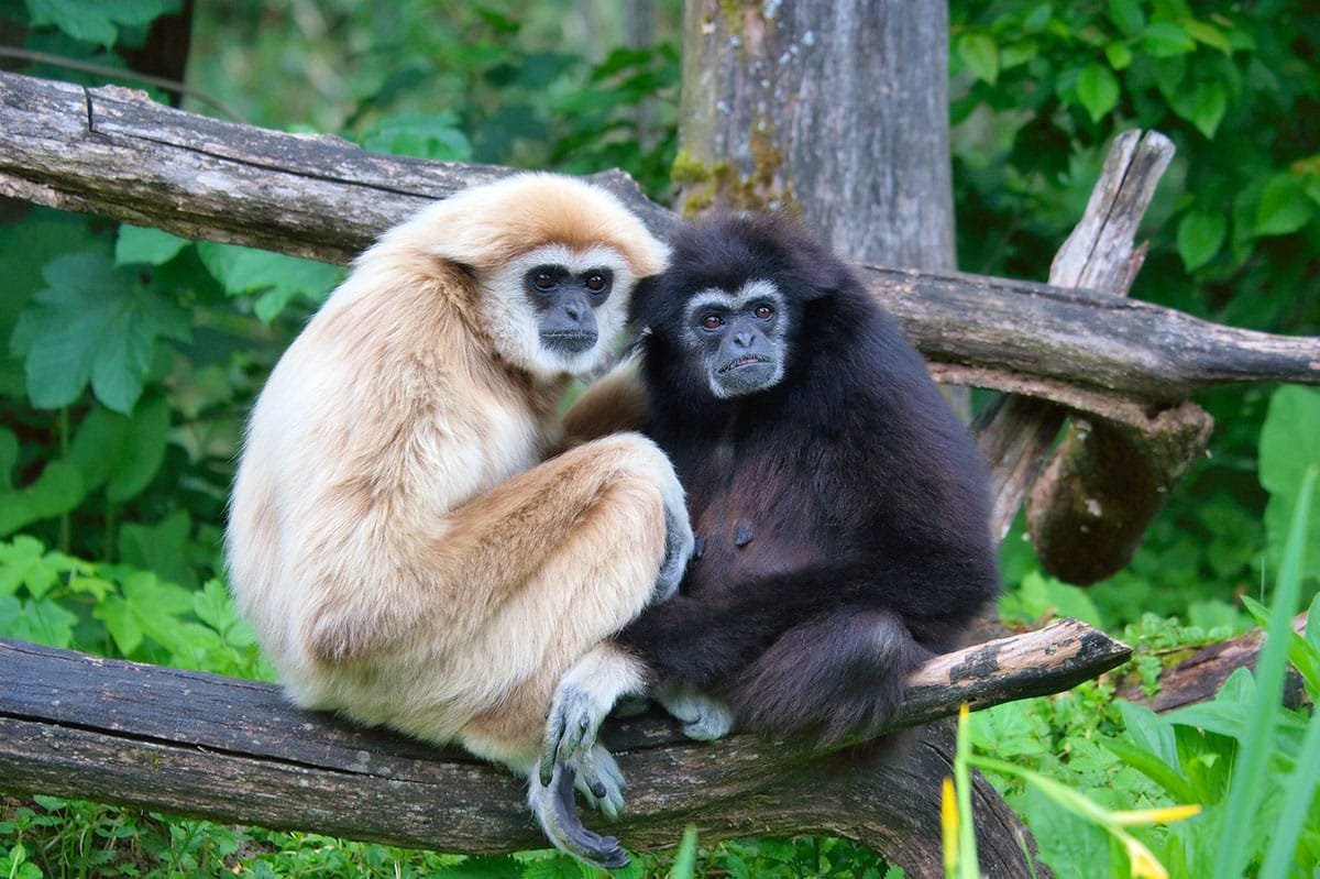 El primate más amenazado del mundo