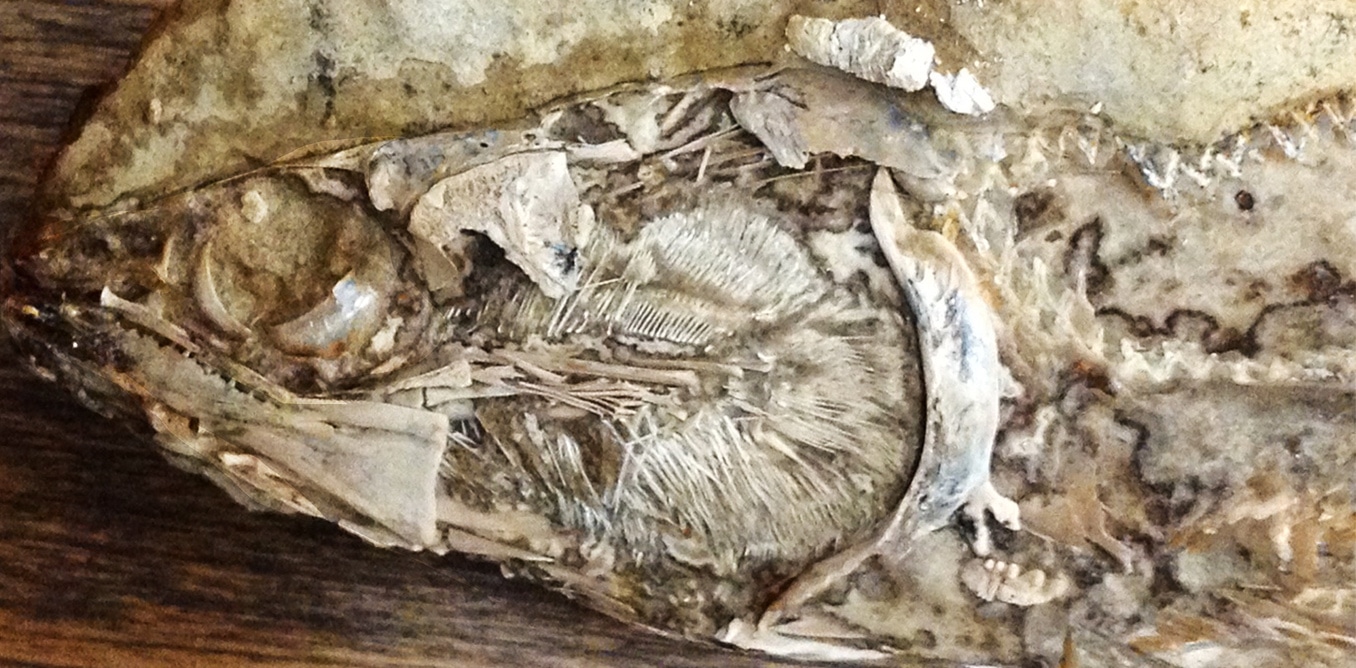 El primer corazón fosilizado de un animal prehistórico