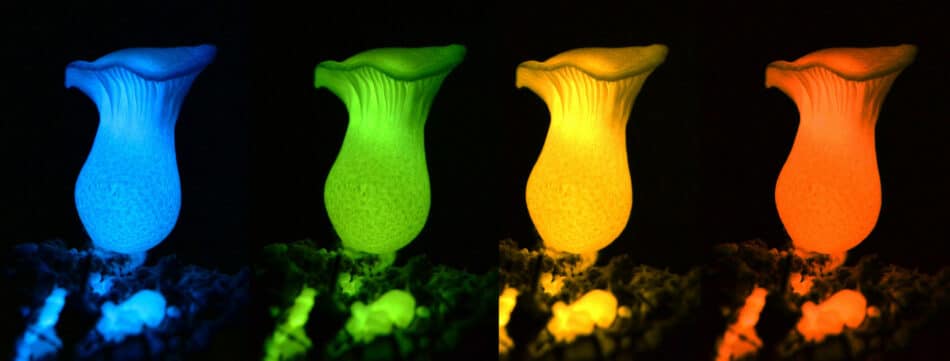 El secreto de los hongos bioluminiscentes