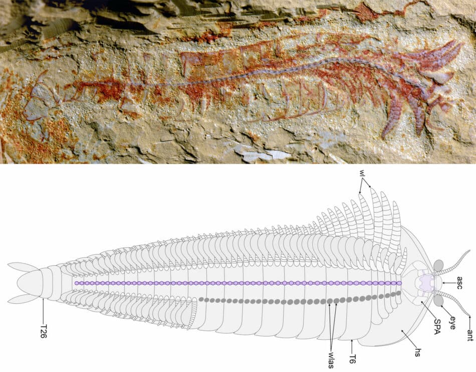 El sistema nervioso fosilizado más antiguo y detallado