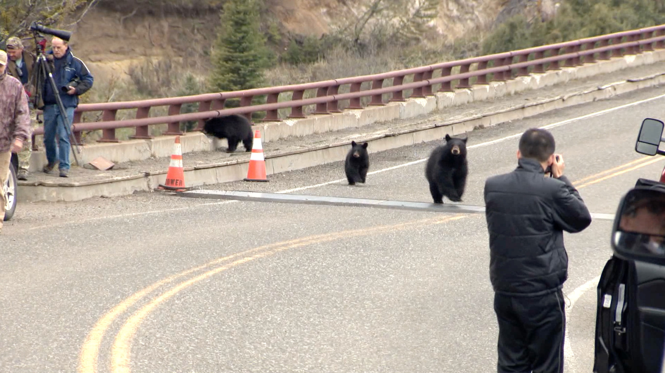 El supuesto ataque de los osos de Yellowstone