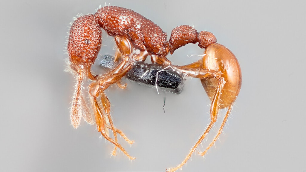 El T Rex de las hormigas es asustadizo y caníbal
