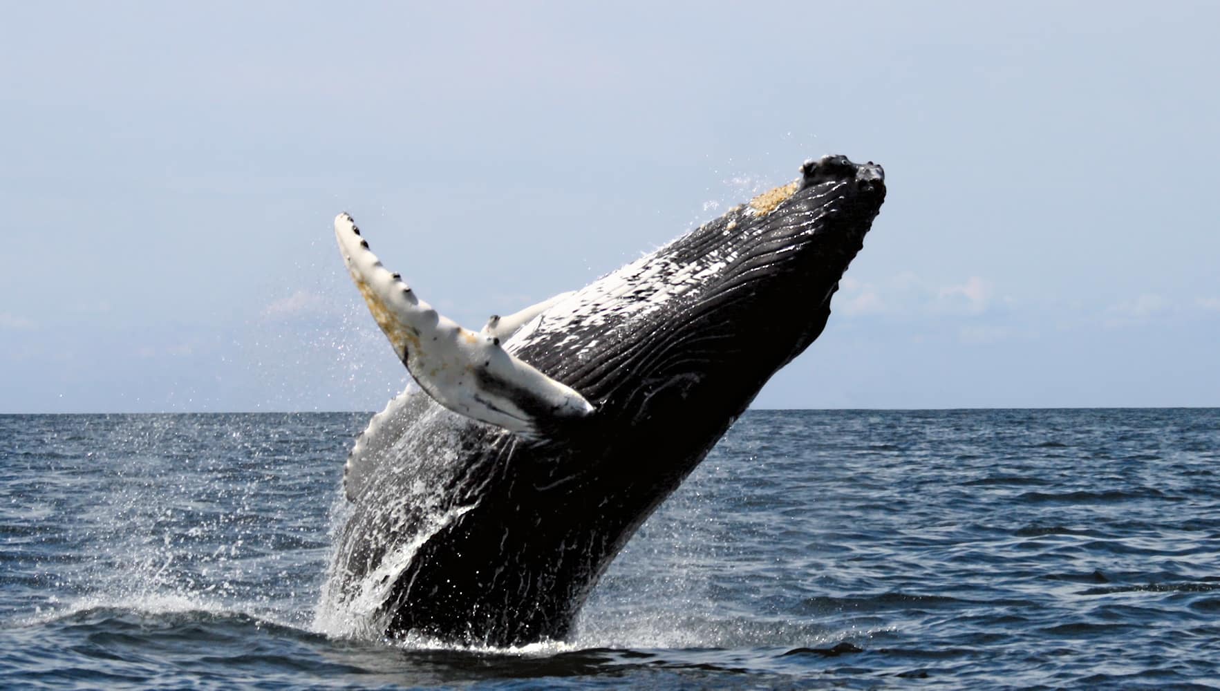 El tamaño de los cetáceos: la diferencia está en un aminoácido