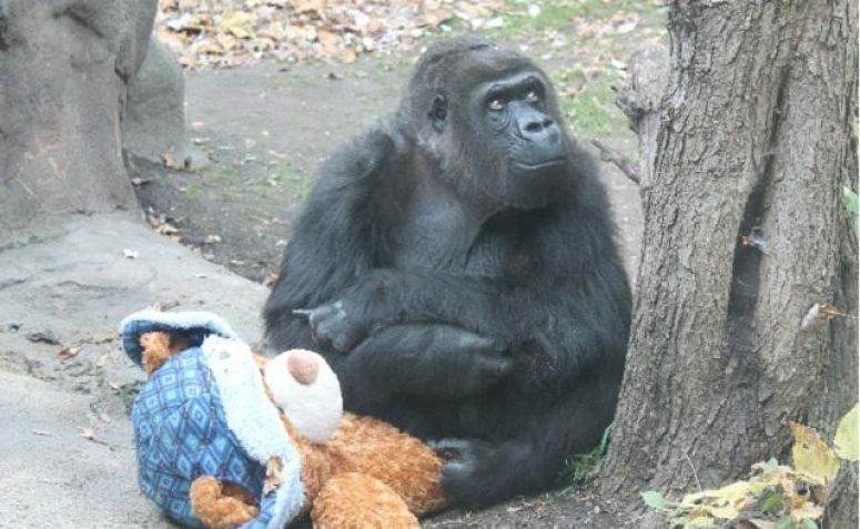 El triste final de la gorila Tiffany