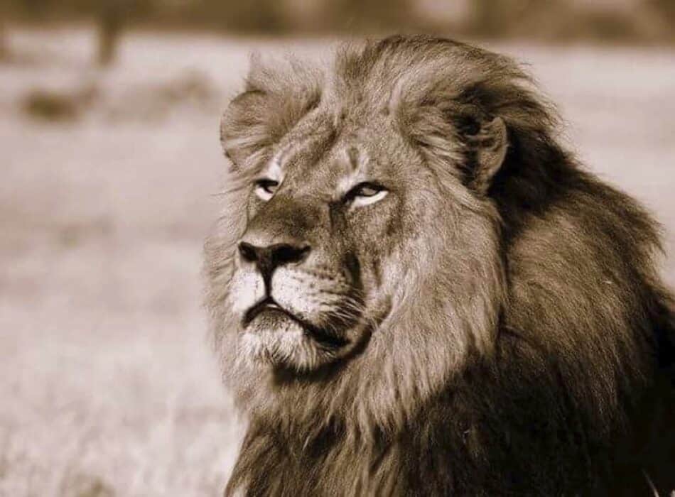 El turista que mató al leon Cecil no era español