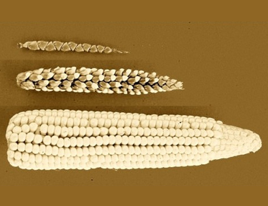 El maíz, cientos de genomas