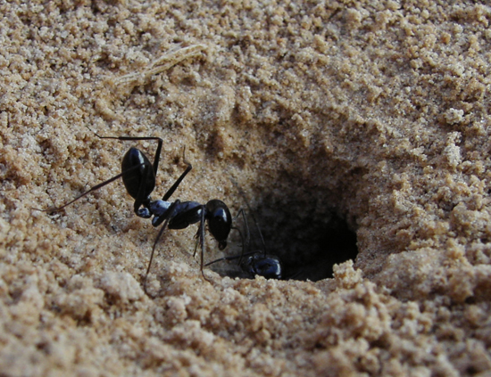 El olfato de las hormigas