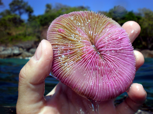 Único coral come medusas