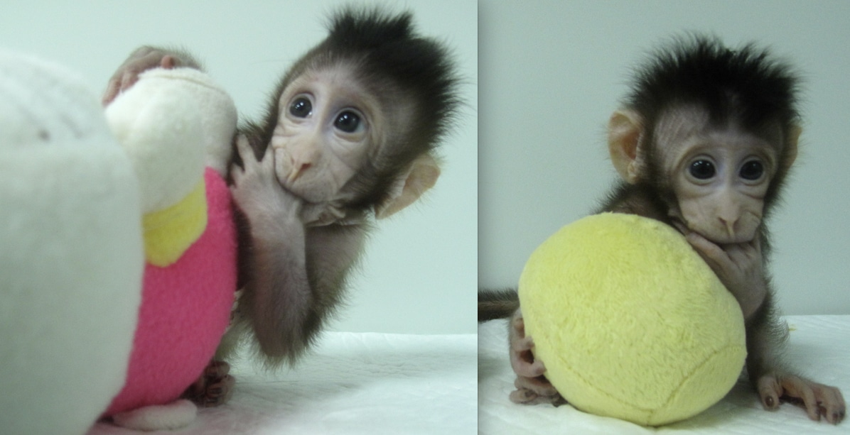 Ellos son Zhong Zhong y Hua Hua, los primeros monos clonados en China