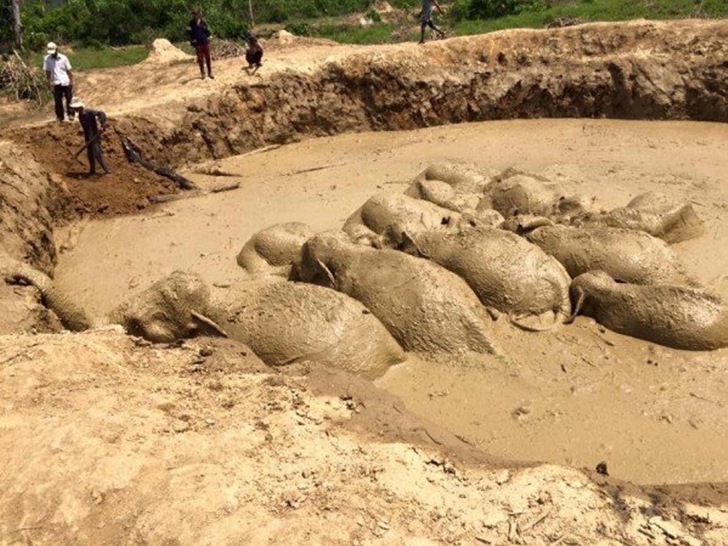 Emocionante rescate de once elefantes