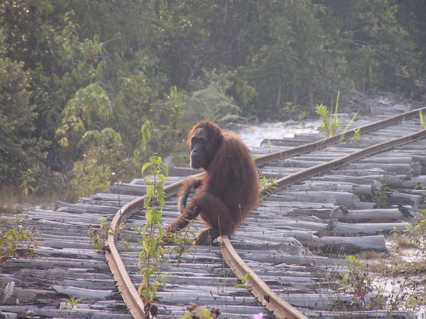En apenas 16 años, han desaparecido 100.000 orangutanes